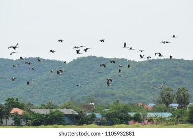 a flock of bird