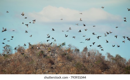 a flock of bird