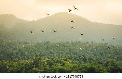 Flock of bird fly back to the nest in the evening - Powered by Shutterstock