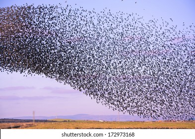 Flock Of Birds 