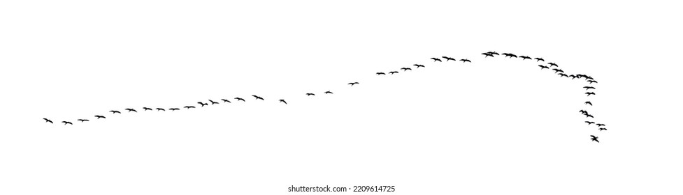 flock of birds backlit isolate