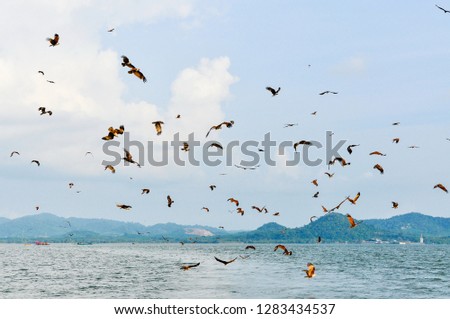 A flock of birds - Brahminy kite or Rad-backed sea eagle are flying and looking for prey over the sea in Chanthaburi province, Thailand. background wallpaper