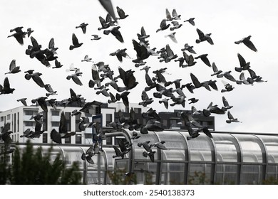 Flock of birds in the city with pigeons gathering around a bus stop near a residential block. Many birds in flight. Urban issue with pigeon overpopulation. Pigeons background. Birds silhouette. - Powered by Shutterstock