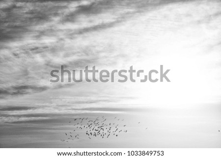 Similar – Migratory birds in the evening sky