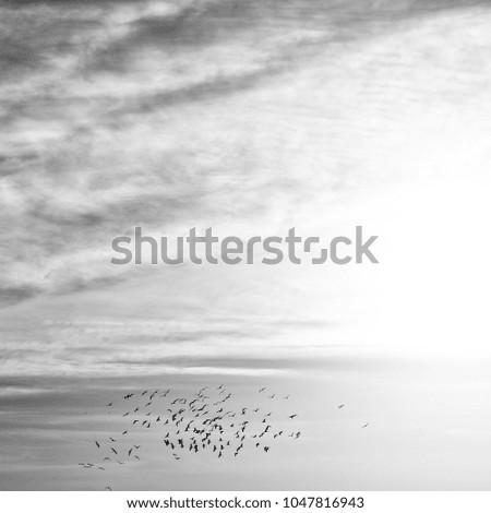 Similar – Migratory birds in the evening sky