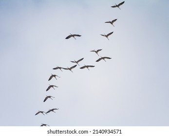 Flock Of Birds, Common Cranes Flying In V Shape In Typical Order With A Leader In Front. V Shape Is A Traditional Flight Formation For The Eurasian Cranes Migrating. 



