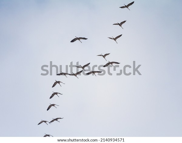 Flock of birds,\
common cranes flying in v shape in typical order with a leader in\
front. V shape is a traditional flight formation for the eurasian\
cranes migrating.\
\
\
\
\
