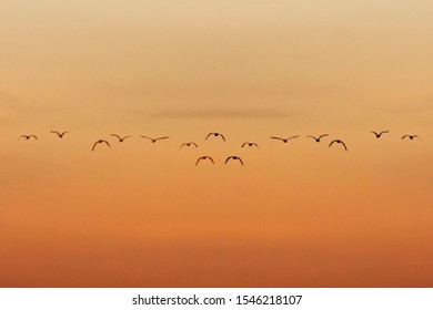 A flock of birds flew home after the sunset.
