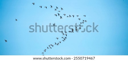A flock of birds flies in the blue sky. Awakening of nature in spring, free flight. A flock of small birds in flight against a blue sky with clouds.