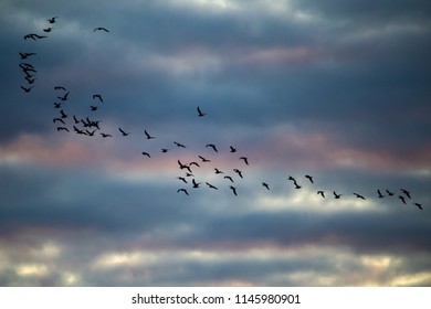 A Flock Of Birds Flies At Sunset