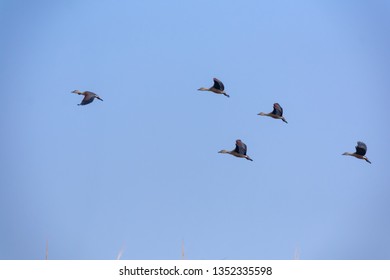 Photos Images Et Photographies De Stock De Oiseau Qui S