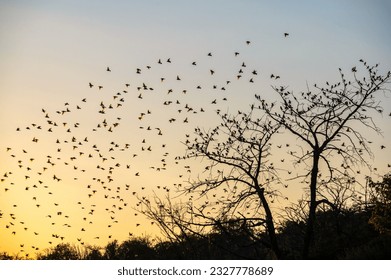 Flock of birds flying around tree in the sunset - Powered by Shutterstock