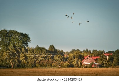 A flock of birds flying in the blue sky above a small wooden hut, a field and trees on a sunny day - Powered by Shutterstock