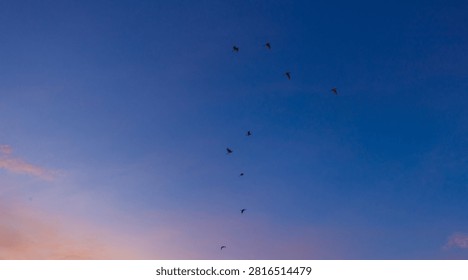 Flock of birds flying in the dramatic sunset sky,A flock of birds flying gracefully across a colorful gradient sky during sunset, creating a serene and peaceful atmosphere symbolizing freedom, nature, and migration.