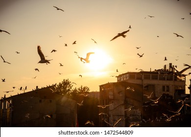 Flock Of Birds Flying In The Dreamy Sunset Glow In Istanbul, Turkey. 