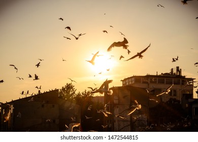 Flock Of Birds Flying In The Dreamy Sunset Glow In Istanbul, Turkey. 