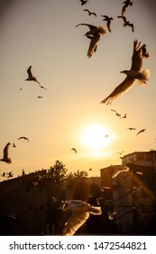 Flock Of Birds Flying In The Dreamy Sunset Glow In Istanbul, Turkey. 