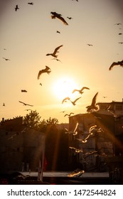 Flock Of Birds Flying In The Dreamy Sunset Glow In Istanbul, Turkey. 