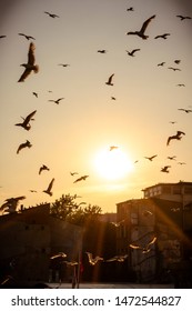 Flock Of Birds Flying In The Dreamy Sunset Glow In Istanbul, Turkey. 