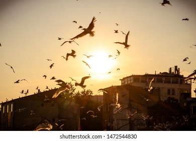 Flock Of Birds Flying In The Dreamy Sunset Glow In Istanbul, Turkey. 