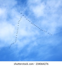 flock of birds flying in formation under a cloudy sky. Shot in Sardinia, Italy