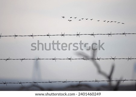 Flock of birds flying in gray and misty sky. Barbed wire or garden fence and birds. Animal. Wildlife. Horizontal photo. No people, nobody.