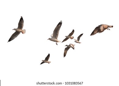 Flock birds flying isolated white background  This has clipping path 