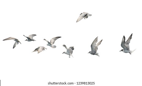 Flock of birds flying isolated on white background. This has clipping path. - Shutterstock ID 1239813025