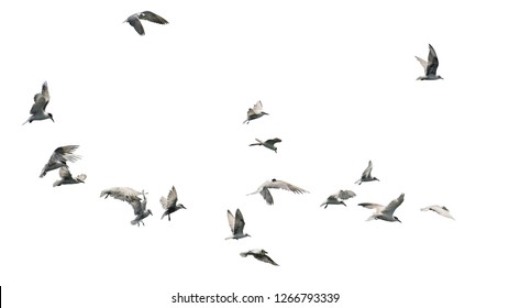 Flock Of Birds Flying Isolated On White Background. This Has Clipping Path.