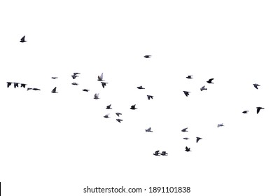 8,261,545 Bird Images, Stock Photos & Vectors | Shutterstock