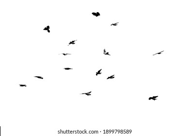 1,242,274 Black and white birds Images, Stock Photos & Vectors ...