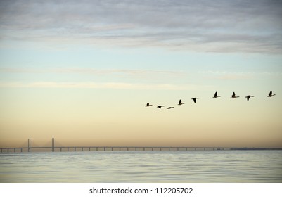 Flock of birds flying near bridge