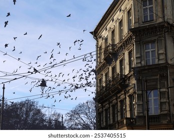 Flock of Birds Flying Near Historic Building with Electric Wires - Powered by Shutterstock