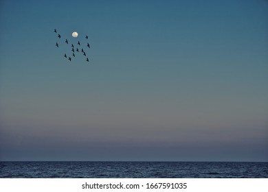 flock of birds flying near moon above ocean surface  - Shutterstock ID 1667591035