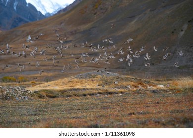 Flock Of Birds Flying Off The Ground