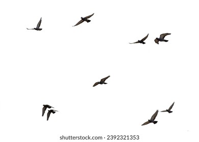 Flock of birds flying on white background - Powered by Shutterstock