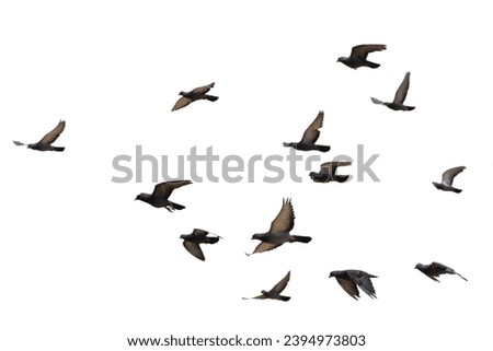 Flock of birds flying on white background