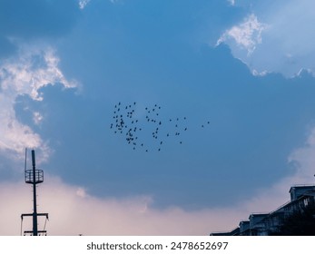 A flock of birds flying over buildings and a communication tower against a cloudy sky during sunset. - Powered by Shutterstock