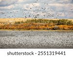 A flock of birds flying over a lake. The birds are in various positions, some flying high and others closer to the water. The scene is peaceful and serene, with the birds creating a sense of movement