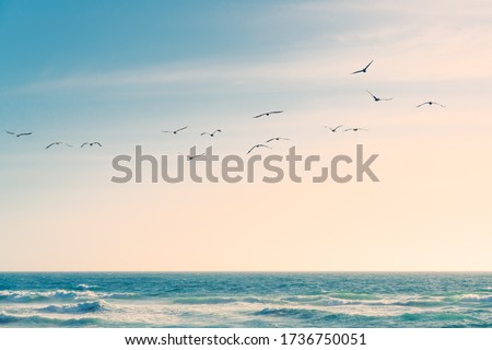 A flock of birds flying over the Pacific Ocean. Blue and turquoise colored sea waves, beautiful cloudy sky on background