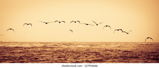 Flock Of Birds Flying Over Sea At Sunset.