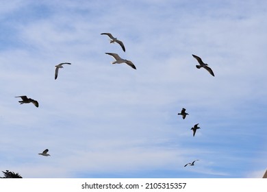 6,431 Birds Flying In Circle Stock Photos, Images & Photography 