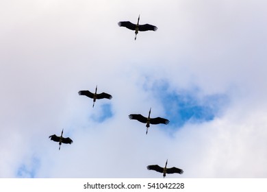 flock of birds Flying in the sky