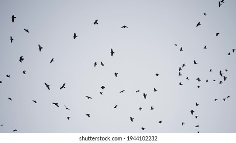 flock of birds flying in the sky crows. chaos of death concept. group of birds flying in the sky. black crows in a group circling against the sky. migration movement fly of birds from warm countries - Shutterstock ID 1944102232