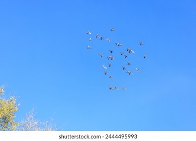 A flock of birds flying in the sky. The birds are scattered in different directions, some flying higher and some lower. The sky is clear and blue, with no clouds in sight - Powered by Shutterstock