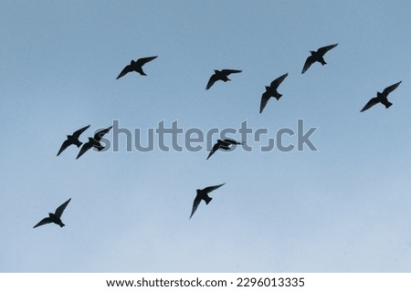 flock of birds flying in the sky. visible bird silhouettes.