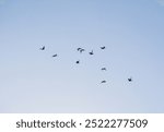 A flock of birds flying in the sky. The birds are white and black , pigeons flying high in the sky