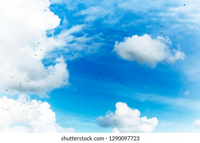 Flock Of Birds Flying Through Gorgeous Blue Azure Sky.