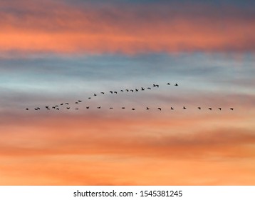 Flock Of Birds Flying In V Formation Against Sunset Sky