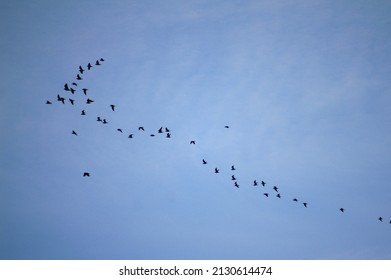 Flock Of Birds Flying In V Formation Over River